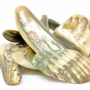 Abalone Shell
