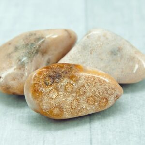 Agatized Fossil Coral
