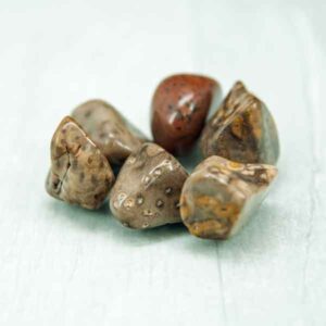 Petrified Palmwood