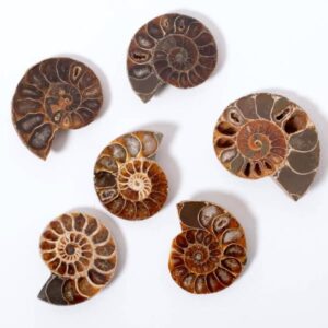 Fossils