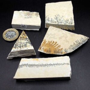 Dendrite Slices