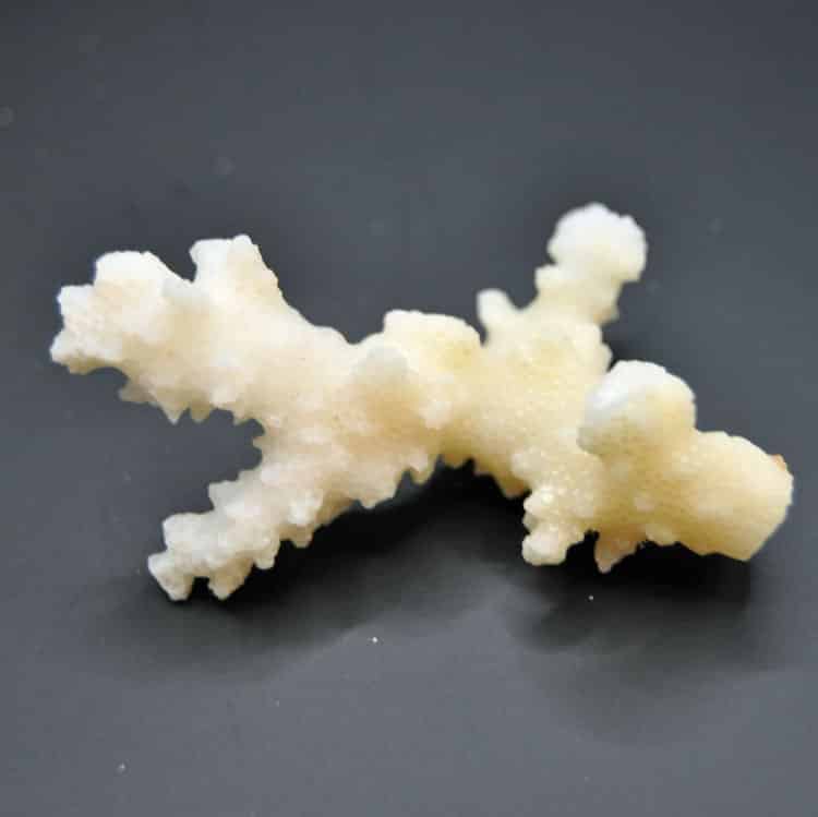 White Coral