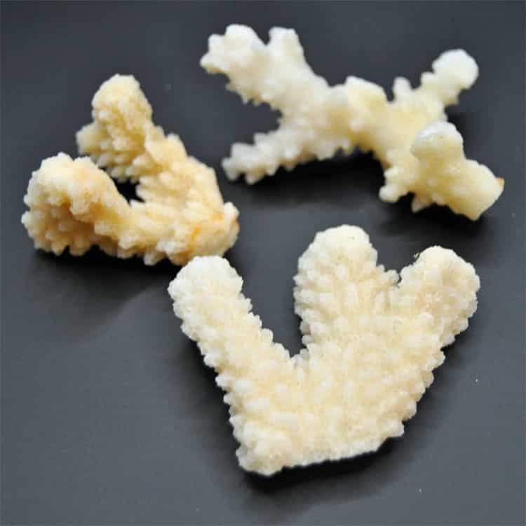 White Coral