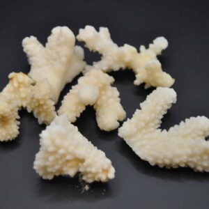 White Coral