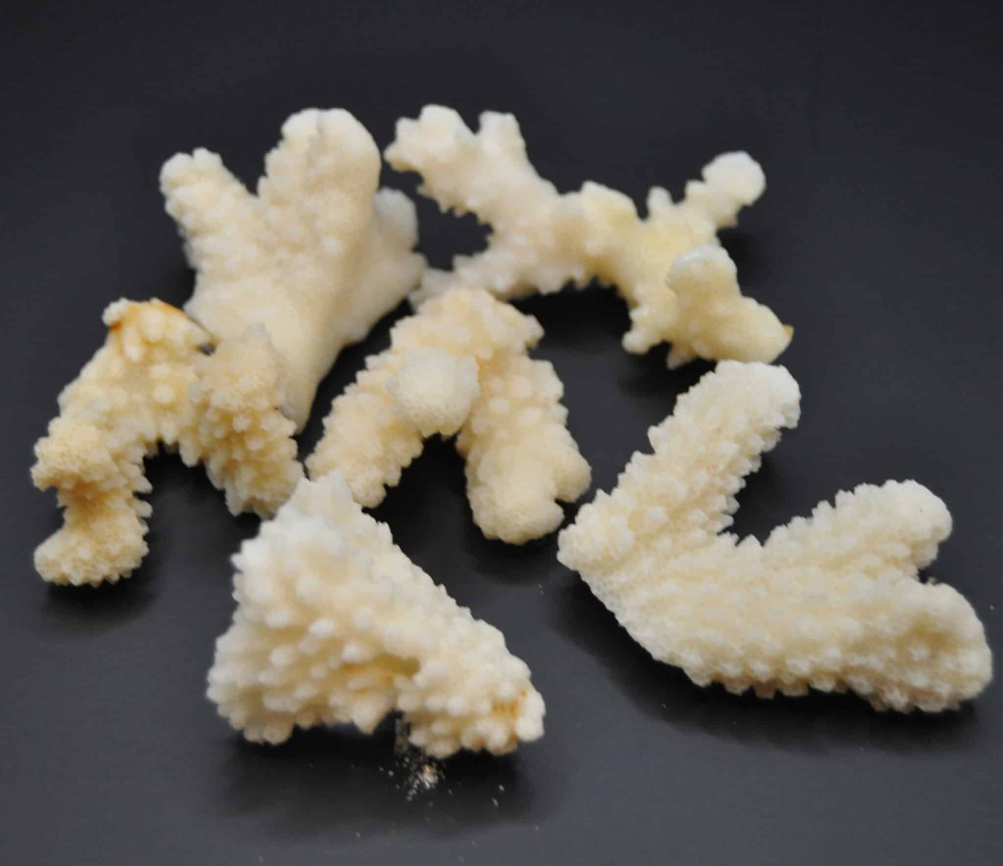 White Coral