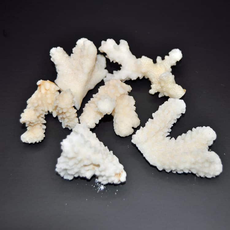 White Coral