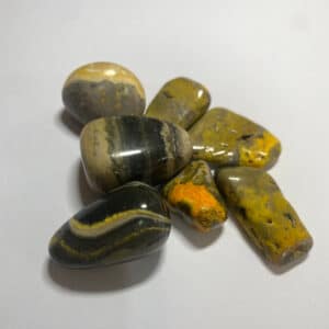 Bumblebee Jasper