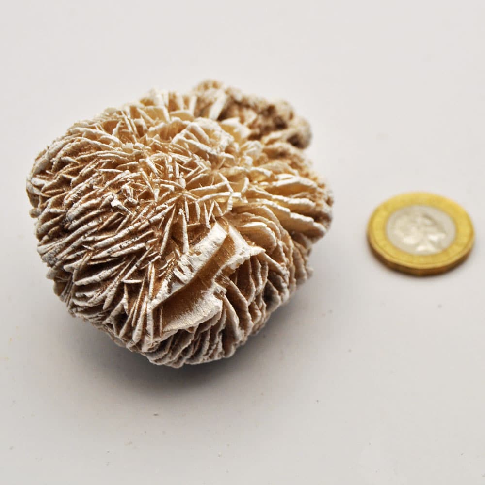 Large Desert Rose