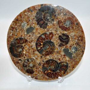 Ammonite Disk